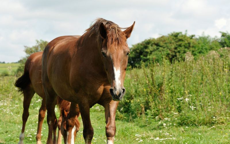 Pastures Bush Hogging